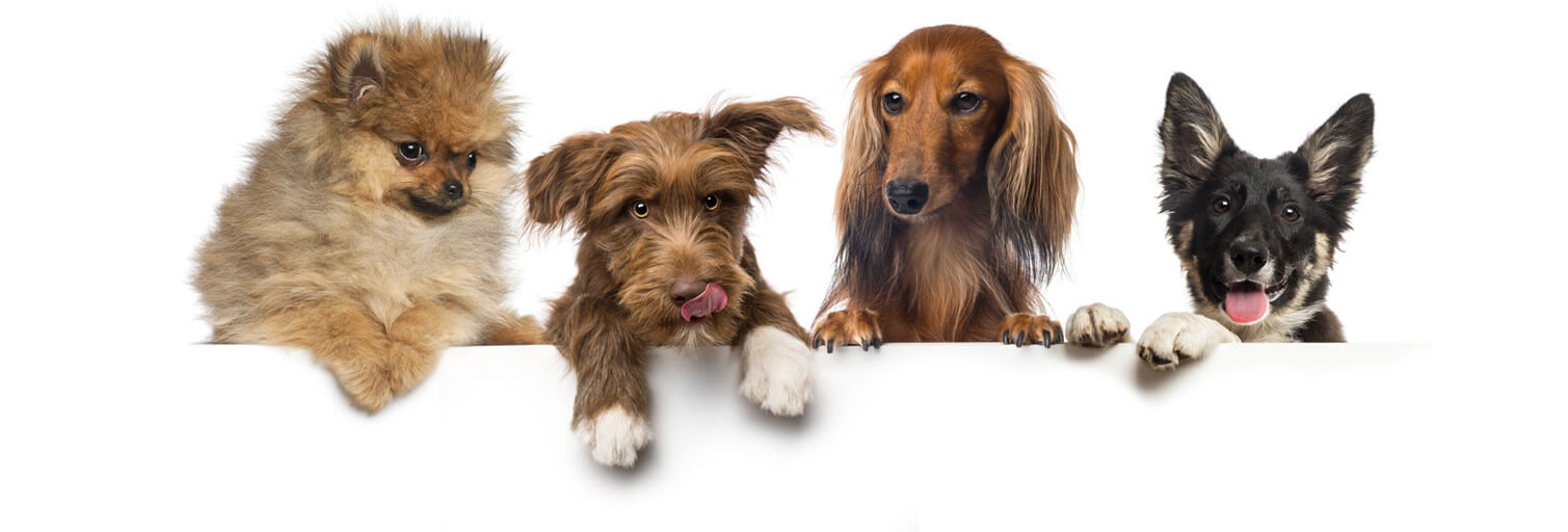 group-of-dogs-pets-leaning-on-a-white-empty-board-SJCAFH5.jpg